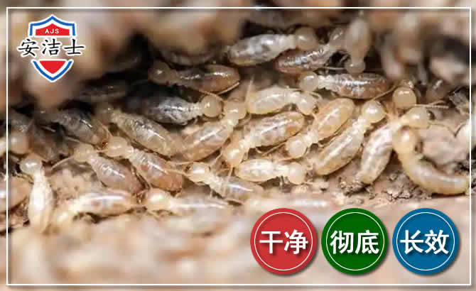 缙云白蚁防治
