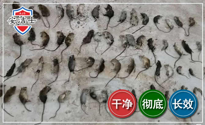 缙云鼠害防治-灭鼠
