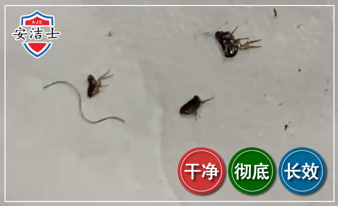 缙云跳蚤防治-灭跳蚤