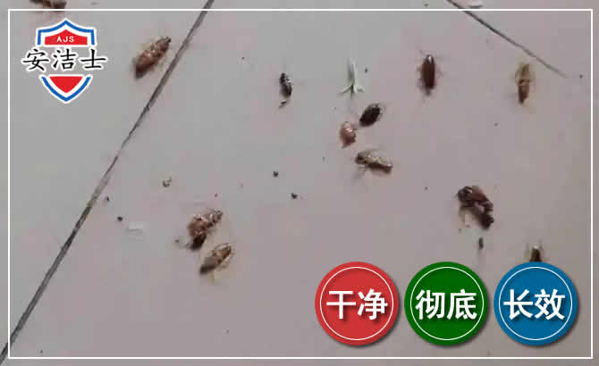 缙云蟑螂防治-灭蟑螂